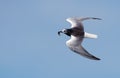 White-winged black tern Chlidonias leucopterus flying in blue sky with small fish in beak for children