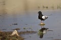 White-winged Black Tern (Chlidonias leucopterus) Royalty Free Stock Photo