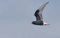 White-winged black tern flies in blue sky with loud calling sounds Royalty Free Stock Photo