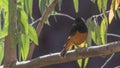 White-winged Cliff Chat on Tree