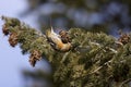 White-winged Crossbill Female 804980