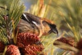 White-winged Crossbill (Loxia leucoptera)