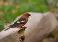 White-winged Crossbill, Loxia leucoptera