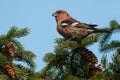 White-winged Crossbill - Loxia leucoptera