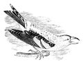 White winged Crossbill vintage illustration