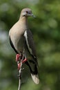 White-winged Dove