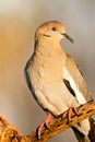 White Winged Dove