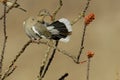 White Winged Dove Royalty Free Stock Photo