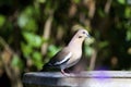 White-winged Dove 837968