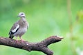 White winged dove on branch