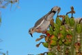 White-Winged Dove On Cactus