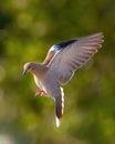White-Winged Dove in flight with wings extended