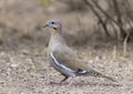 White-winged dove on the ground in the Transitions Bird and Wildlife Photography Ranch near Uvalde, Texas. Royalty Free Stock Photo