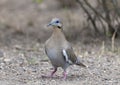 White-winged dove on the ground in the Transitions Bird and Wildlife Photography Ranch near Uvalde, Texas. Royalty Free Stock Photo
