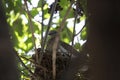 White-Winged Dove Nesting