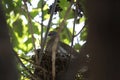 White-Winged Dove Nesting