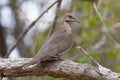 White-winged Dove in a New Mexico Woodland