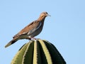 White-winged Dove in Mexico