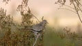 White winged dove perched in creosote bush in Utah, USA desert country