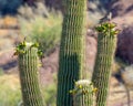 Bird Perches on Cactus Fruit