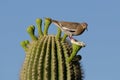 White Winged Dove on Saguaro