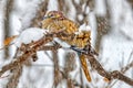 This White-winged Dove sums up the chilly winter weather and hhow it feels outside