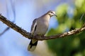White-winged Dove in Tree 837920