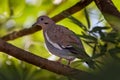 White-winged dove, Zenaida asiatica, bird sitting on the branch in the tropic forest, Yucatan in Mexico. Dove bird in the nature Royalty Free Stock Photo