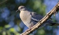 White Winged Dove, Sweetwater Wetlands Tucson Arizona, USA