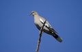 White Winged Dove, Sweetwater Wetlands Tucson Arizona, USA