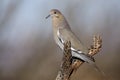 White-winged dove, Zenaida asiatica Royalty Free Stock Photo