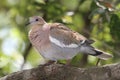 White-winged Dove (Zenaida asiatica) Royalty Free Stock Photo