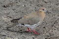 White-winged Dove (Zenaida asiatica) Royalty Free Stock Photo