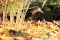 White winged duck