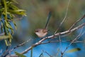 White-winged Fairywren Royalty Free Stock Photo