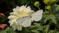 Macro Photography Of Lena White Butterfly On Petunia