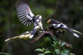 White-winged Magpie