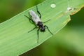 White-winged March Fly - Bibio albipennis Royalty Free Stock Photo