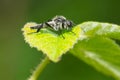 White-winged March Fly - Bibio albipennis Royalty Free Stock Photo