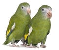 White-winged Parakeets, Brotogeris versicolurus