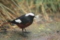 White-winged redstart