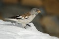 White-winged Snowfinch - Montifringilla nivalis on the snow in Alps in Winter Zell am See, Kaprun