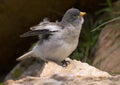 White-winged Snowfinch, Sneeuwvink, Montifringilla nivalis