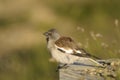 White-winged Snowfinch, or Snowfinch, Montifringil