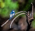 White-winged swallow on a branch Royalty Free Stock Photo