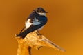 White-winged swallow, Tachycineta albiventer, bird from tropic river. Exotic swallow from Pantanal, Brazil. Bird sitting on the tr