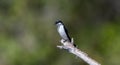 White-winged Swallow (Tachycineta albiventer) in Brazil