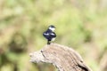 White-winged Swallow (Tachycineta albiventer) in Brazil