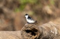 White-winged Swallow (Tachycineta albiventer) in Brazil