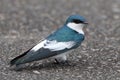 White-winged Swallow (Tachycineta albiventer) perched on asphalt. bird in the Hirundinidae family